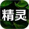 精灵之泉v2.2.97