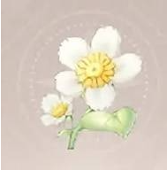 无限暖暖小绵菊获取攻略 无限暖暖小绵菊获取攻略